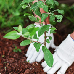 gloved hands planting in the garden